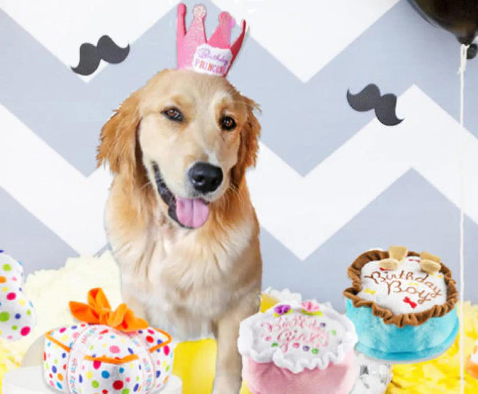 A golden retriever wearing a pink, glittery crown surrounded by stuffed birthday cake dog toys